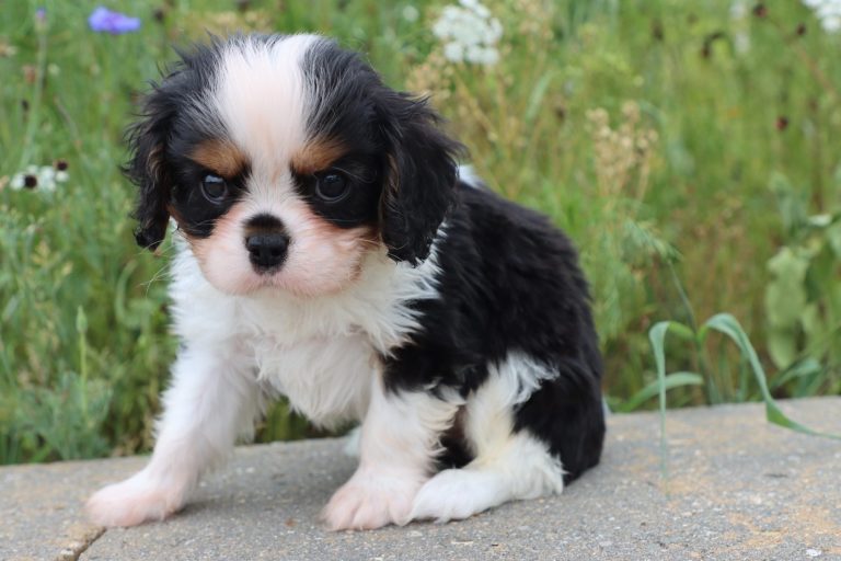 Piper