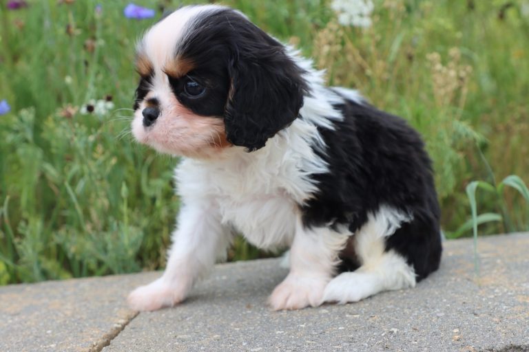 Piper
