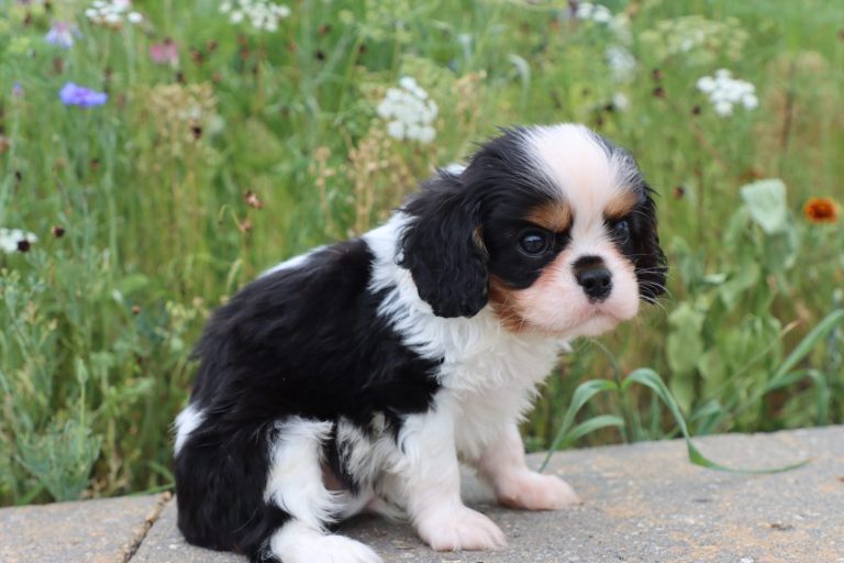 Piper