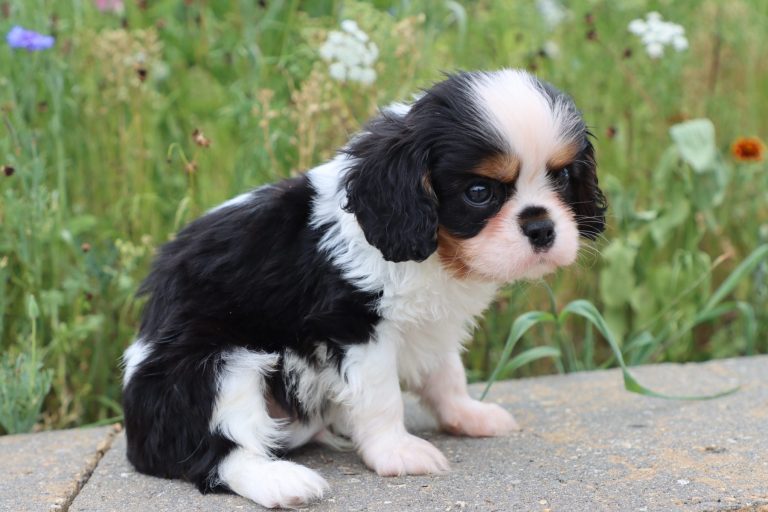 Piper