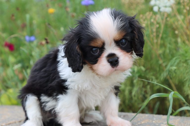 Piper