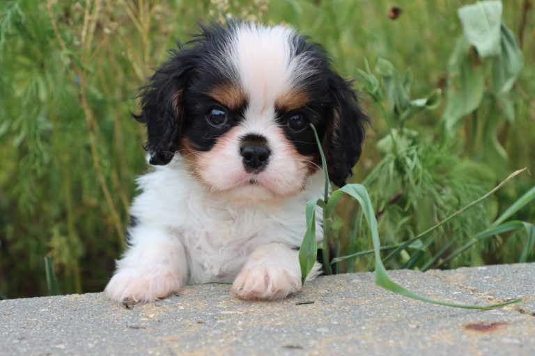 Piper