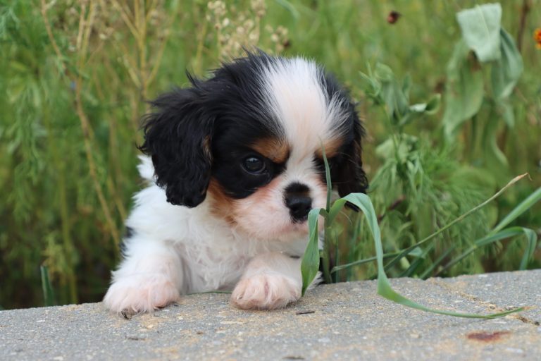 Piper