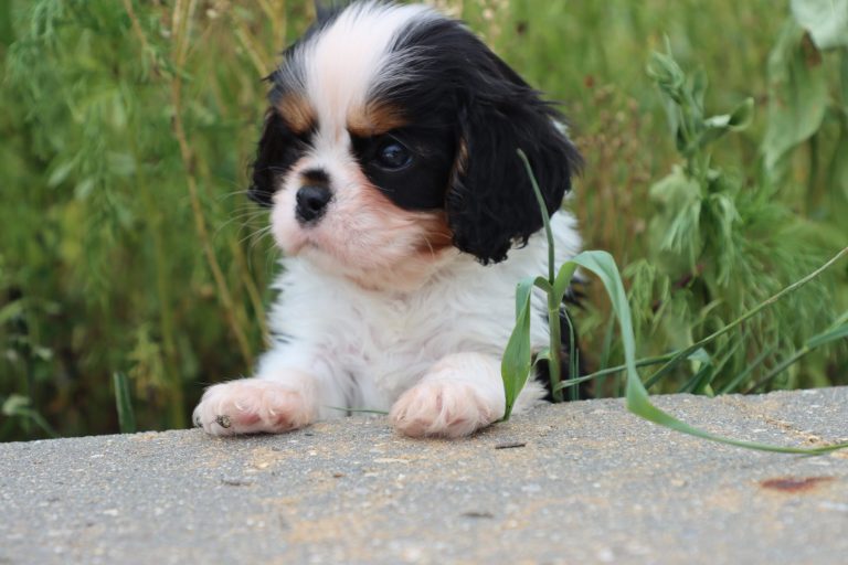 Piper