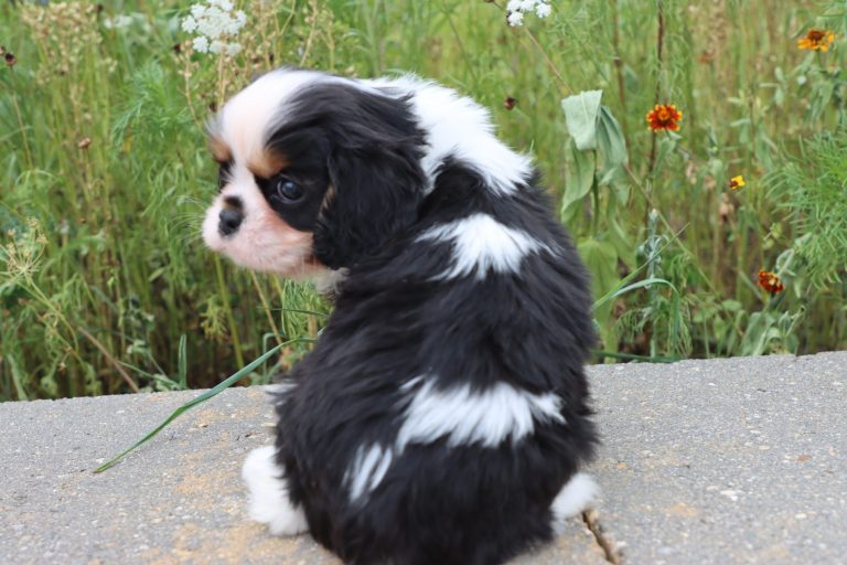 Piper
