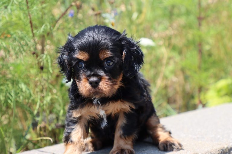 Oliver