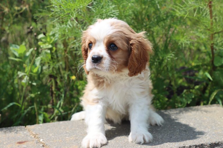 Winston