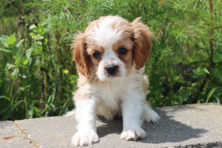 Winston