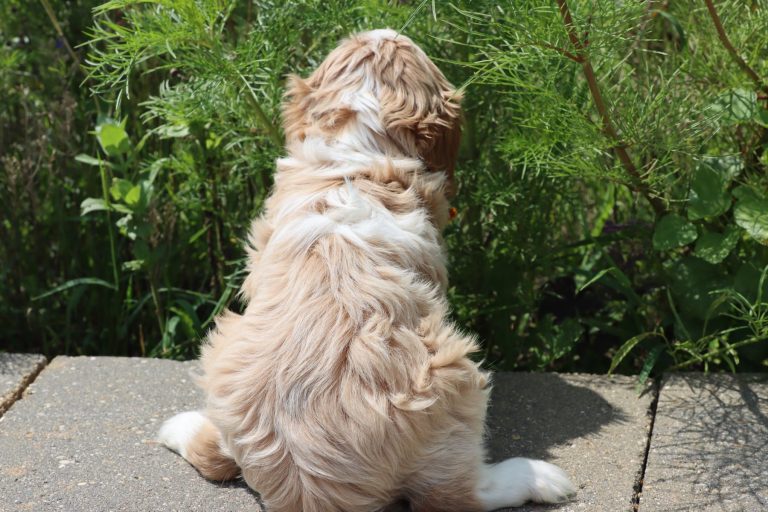 Winston
