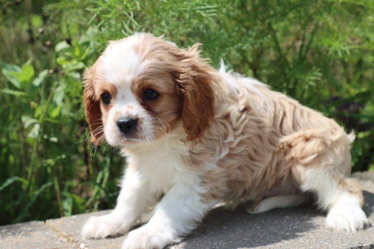 Winston