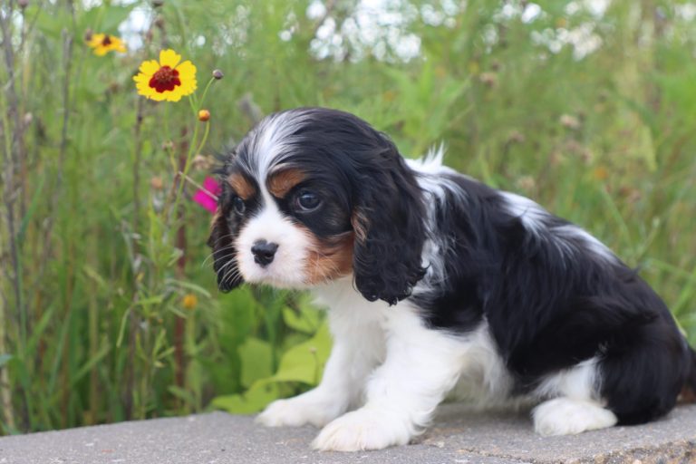 Abby