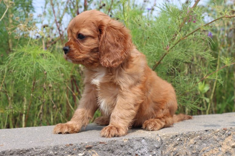 Sammie