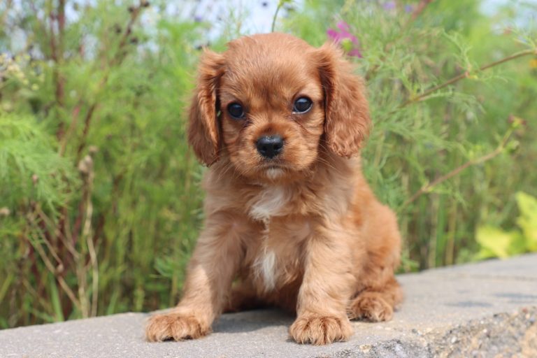 Sammie