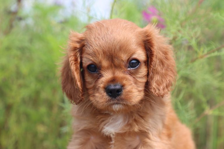 Sammie