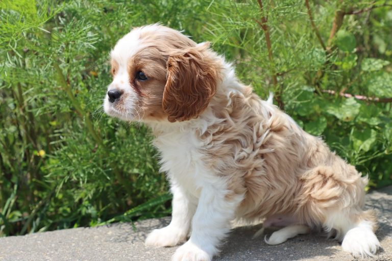 Winston