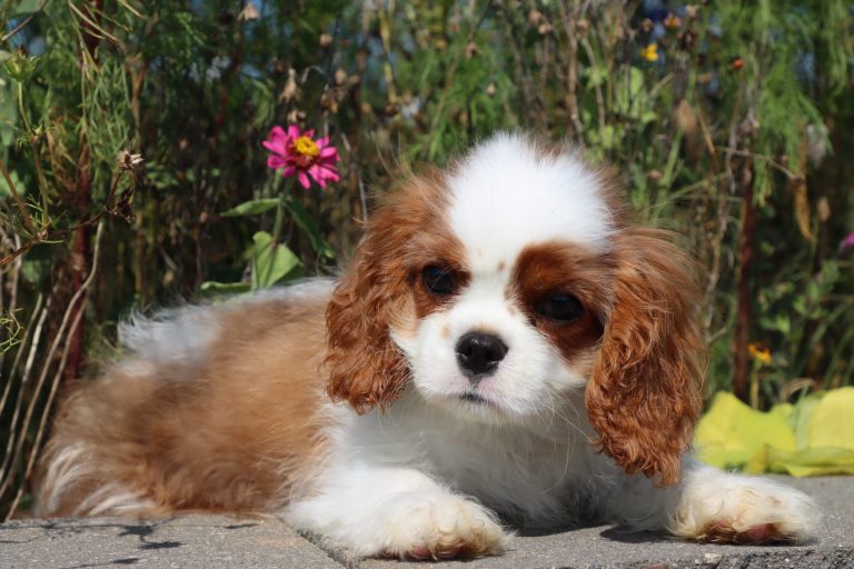 Charlie