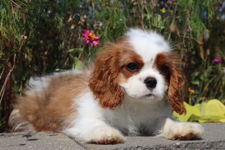 Charlie