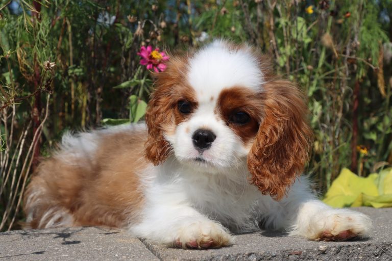 Charlie