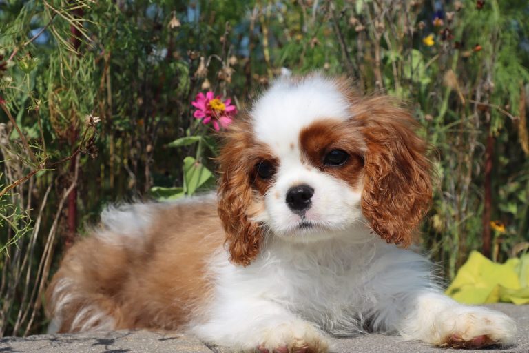 Charlie
