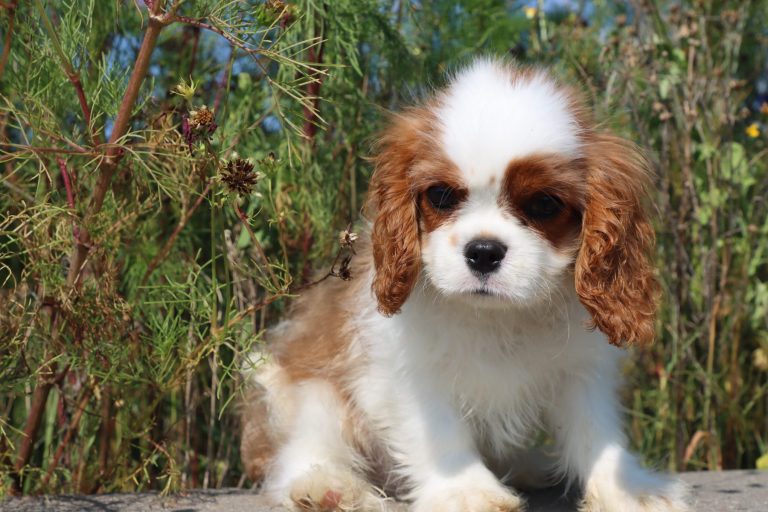 Charlie