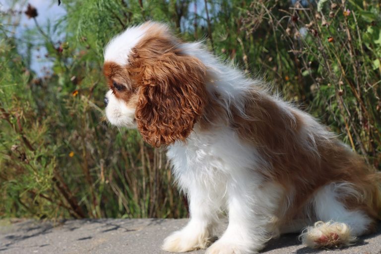 Charlie