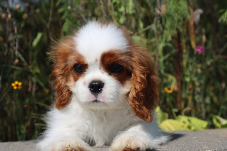 Charlie