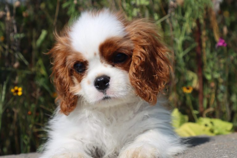Charlie