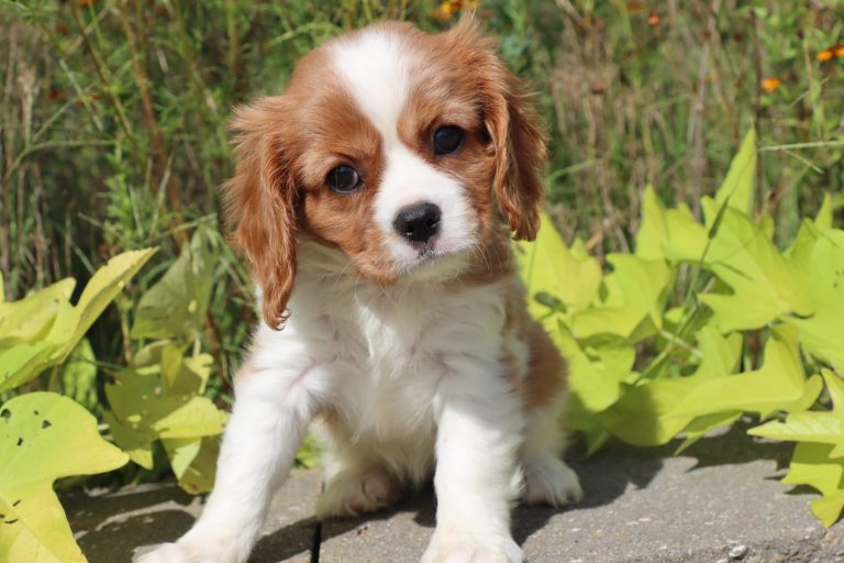 Biscuit