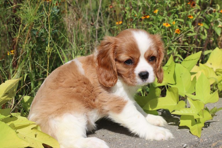 Biscuit