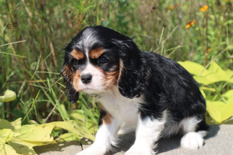 Dixie