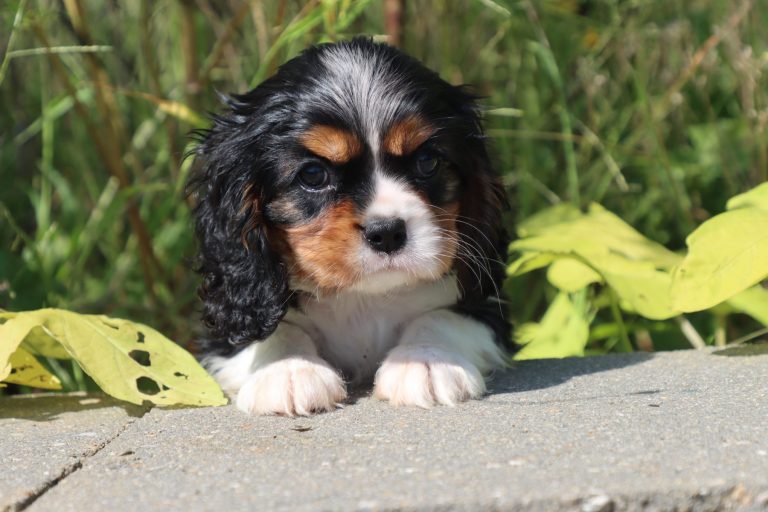 Dixie
