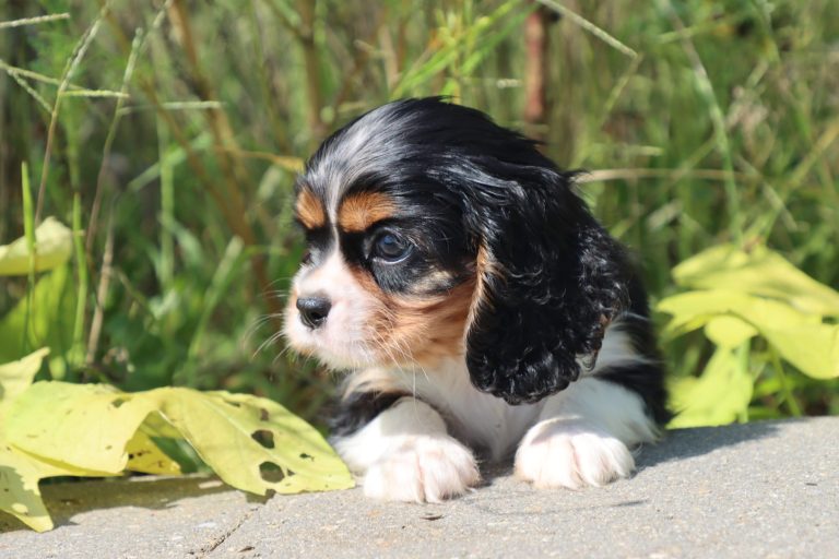 Dixie