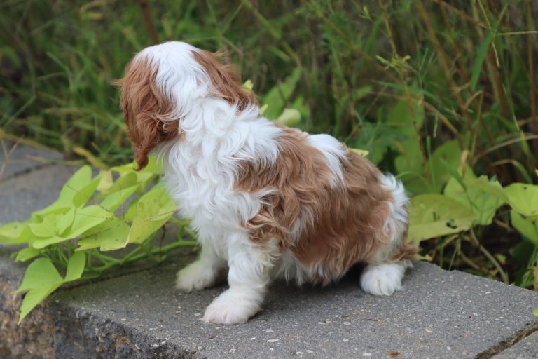 Elias