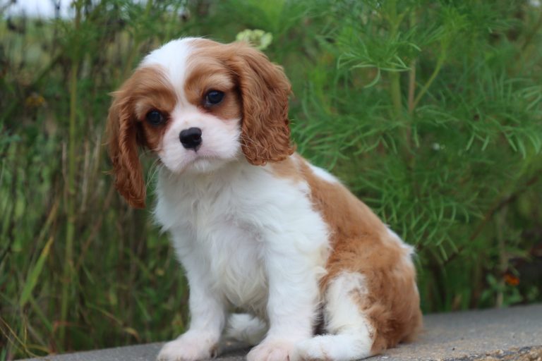 Elliott