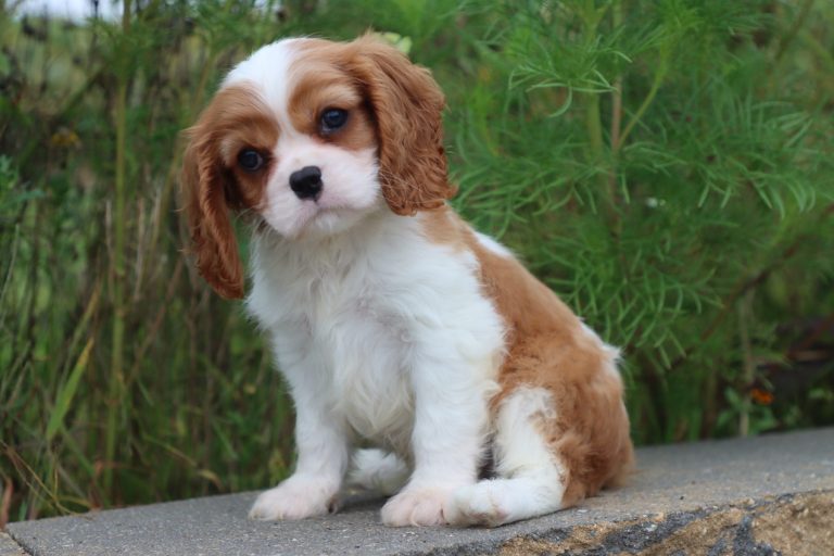 Elliott