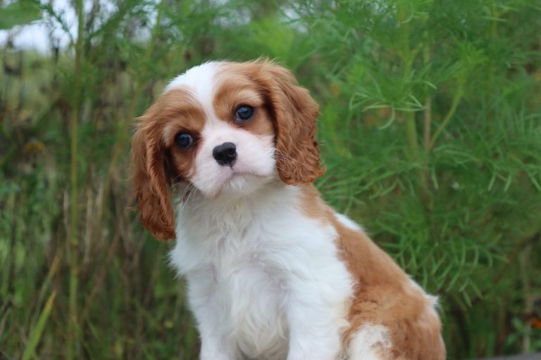 Elliott